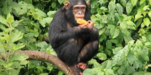 Chimpanzee Habituation