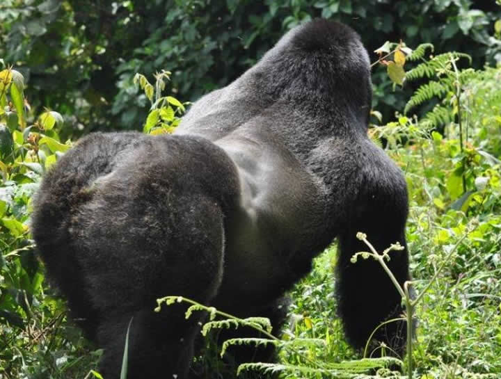 gorilla-bwindi-forest