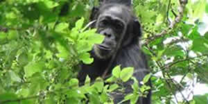 Silverback Gorilla Safari
