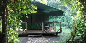 kibale forest camp