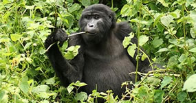 gorilla trek Rwanda