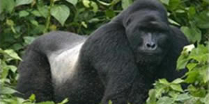 3 day Rwanda gorilla tour
