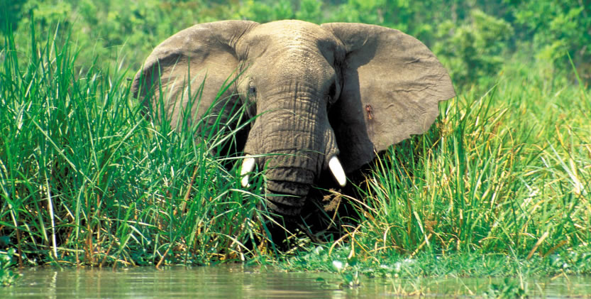African Elephant - Murchison Falls National Park Uganda